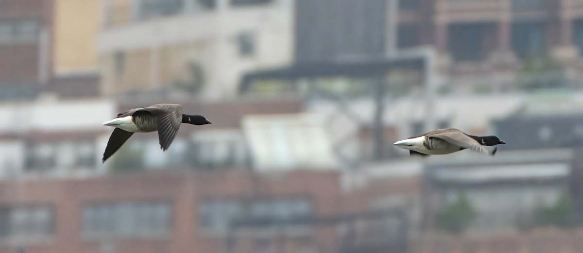 Brant - ML320740381