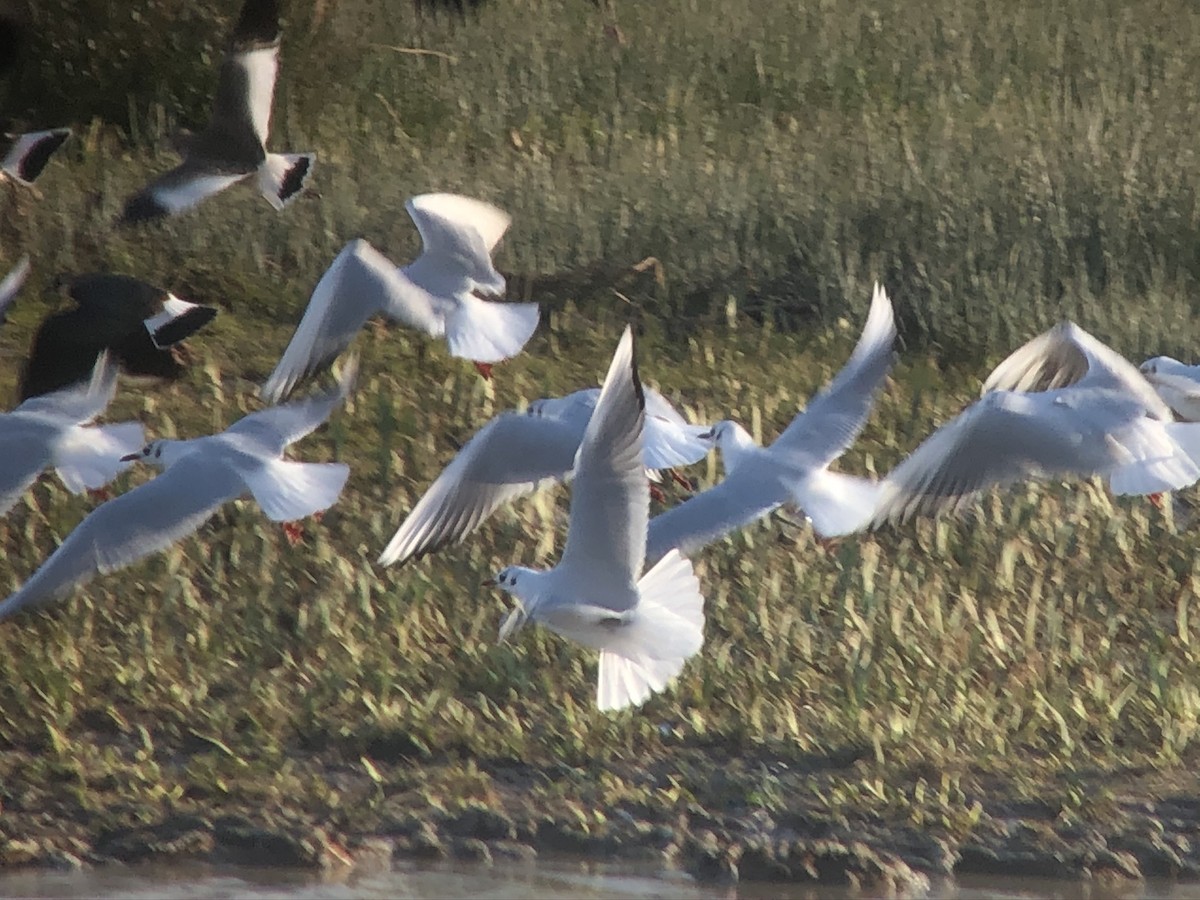 Sociable Lapwing - ML320743191