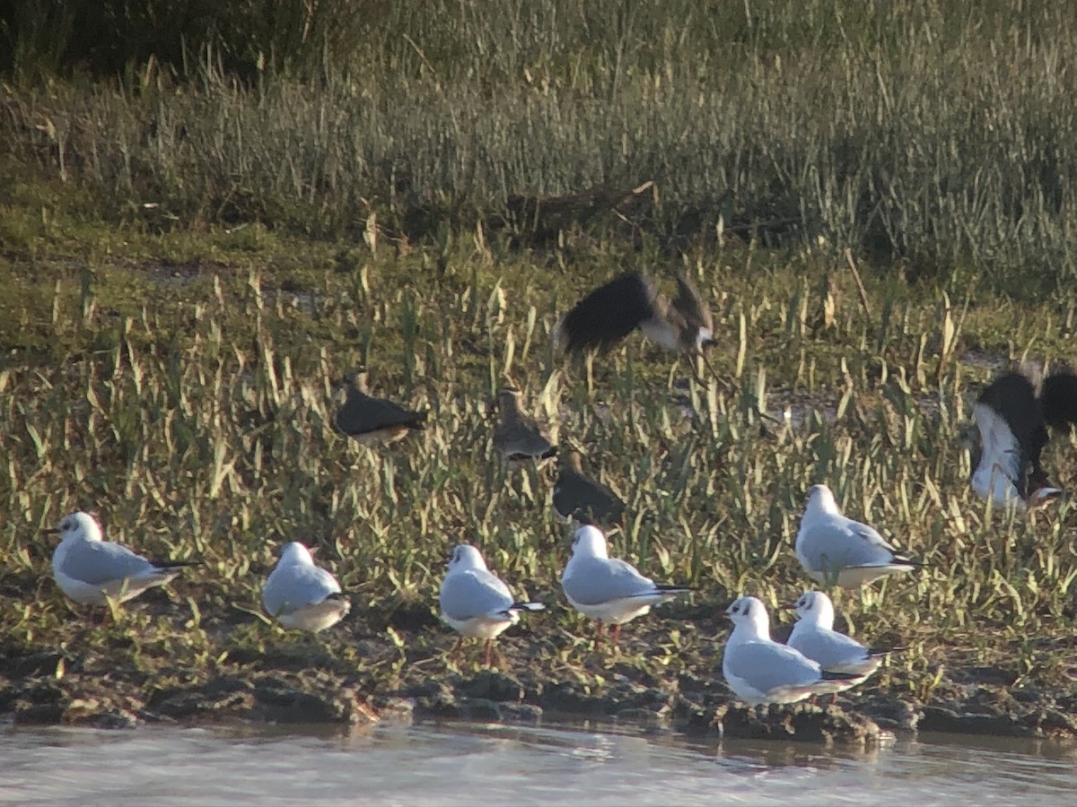 Sociable Lapwing - ML320743201