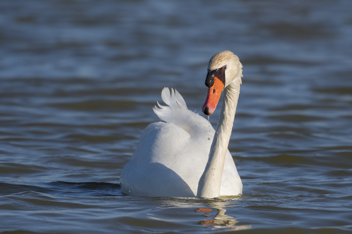 Mute Swan - ML320743841