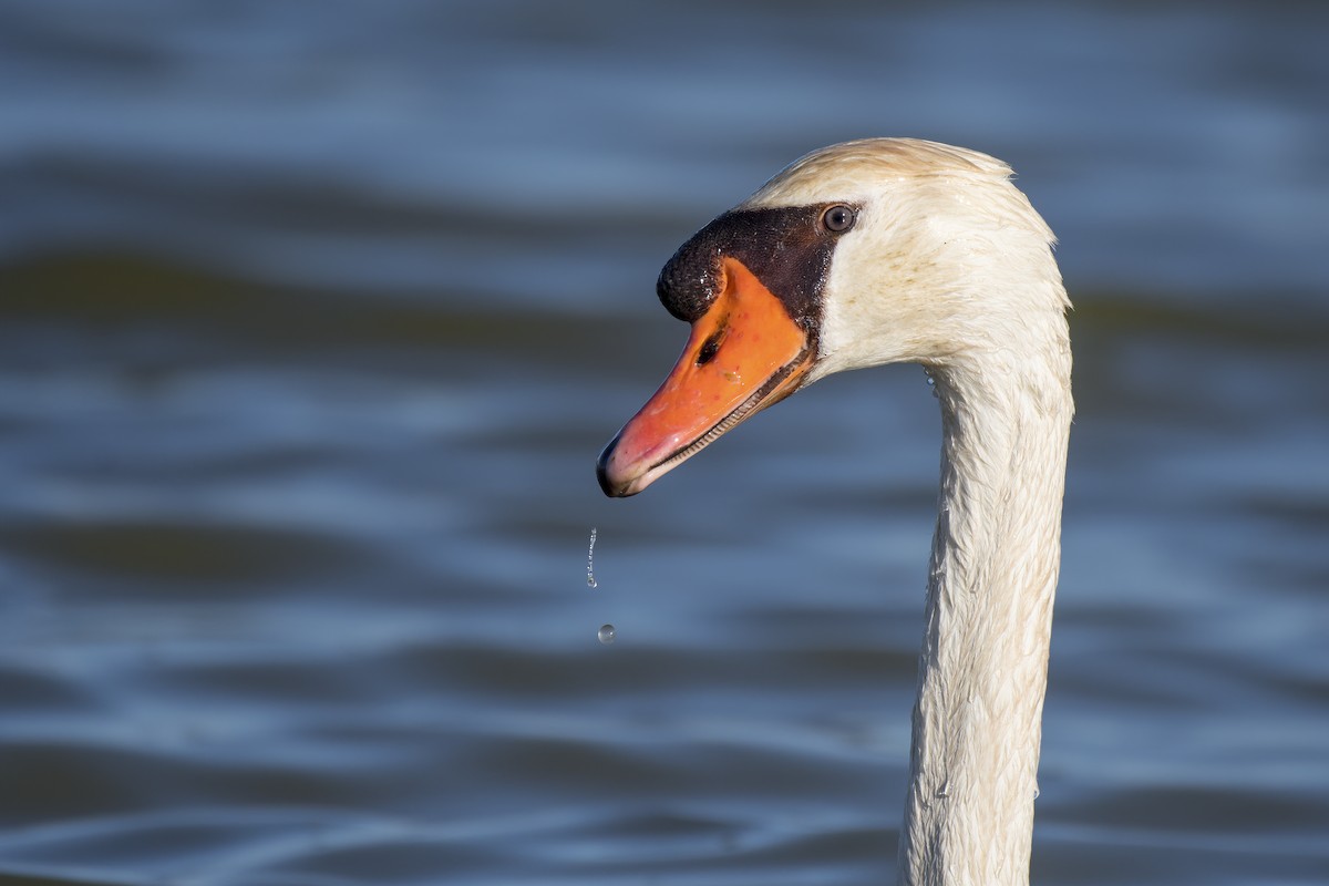 Mute Swan - ML320743861