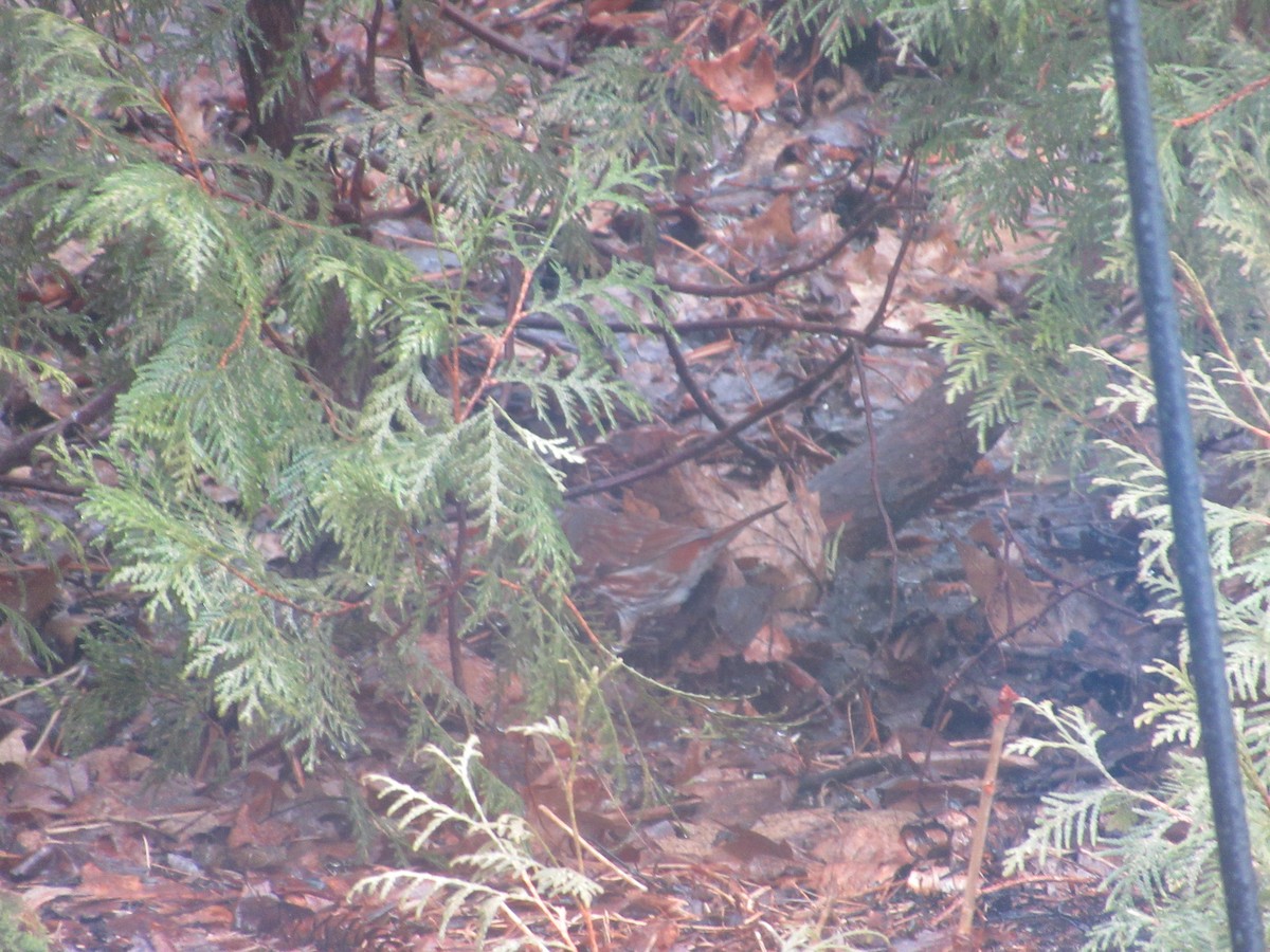 Fox Sparrow - ML320743911