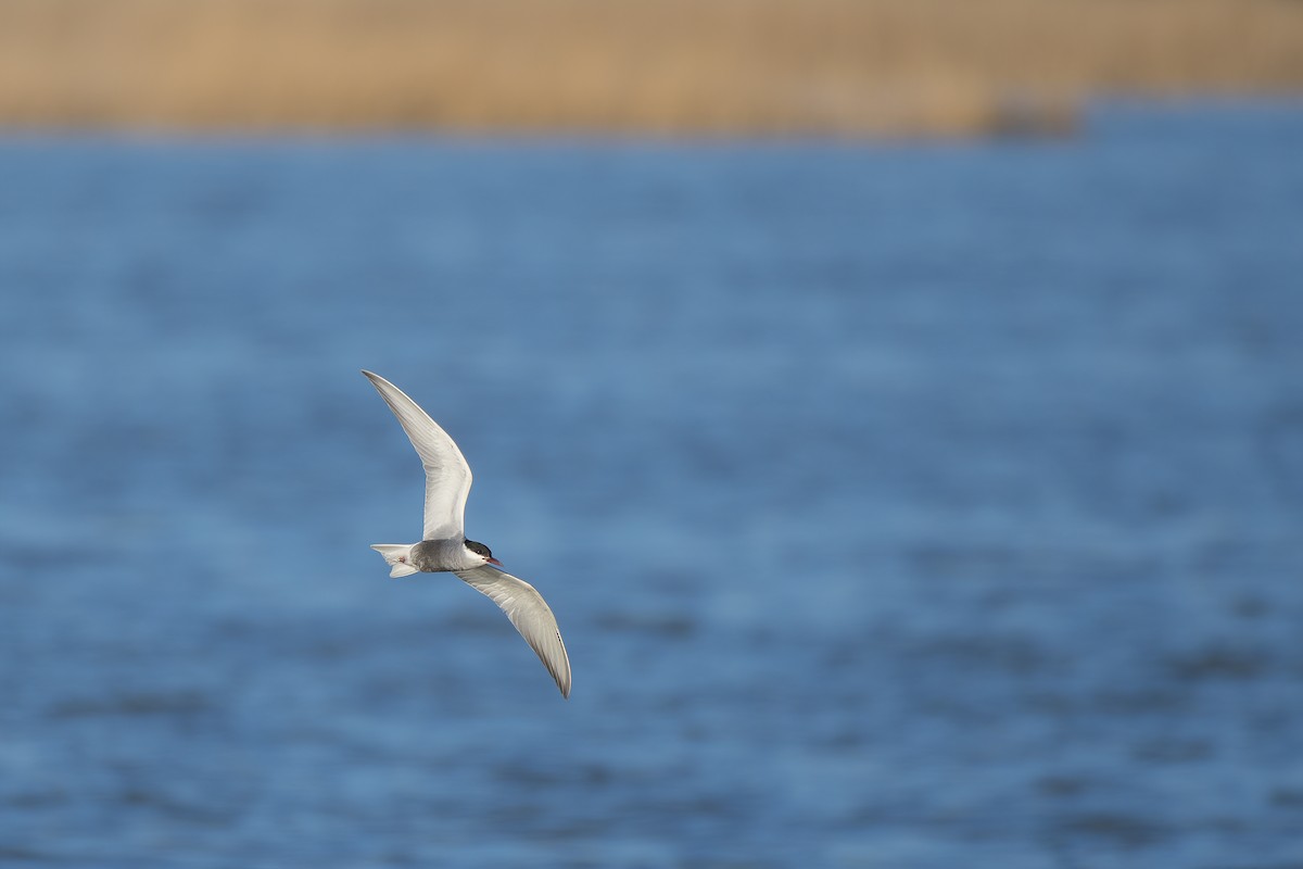 Whiskered Tern - ML320744131