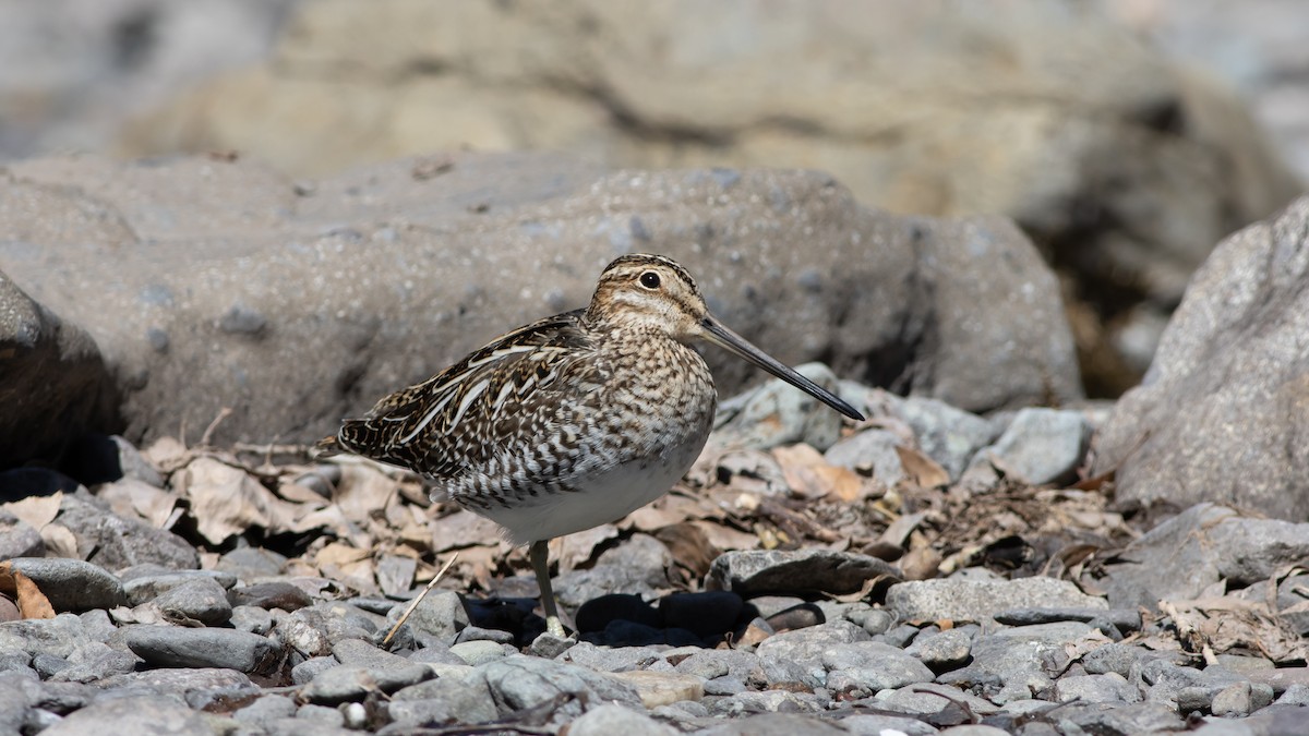 Wilson's Snipe - ML320744511