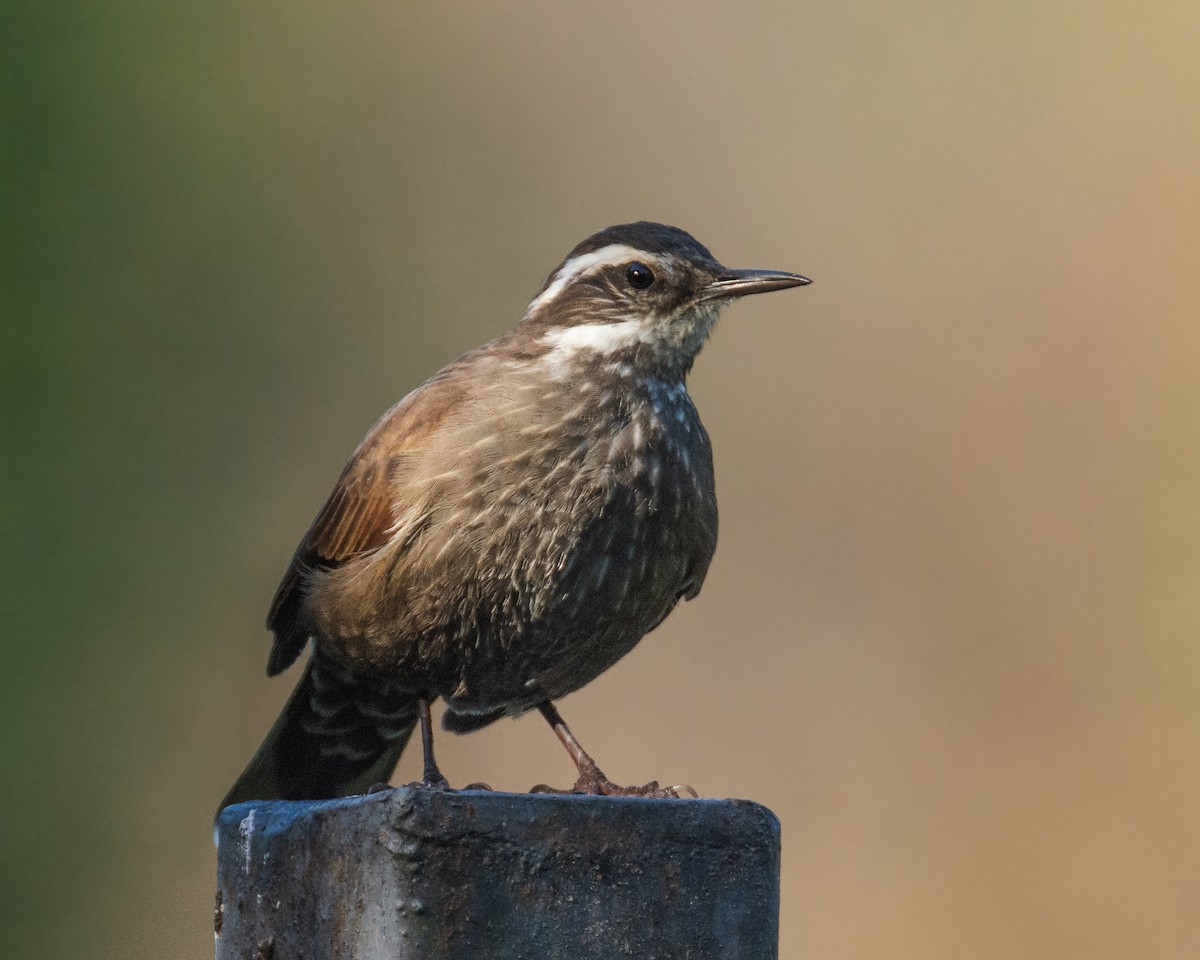 Dark-bellied Cinclodes - Diego Villagran