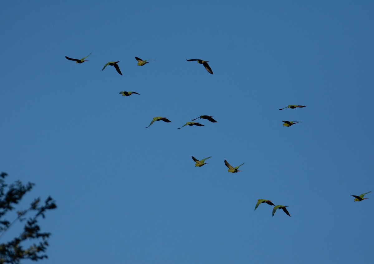 Slender-billed Parakeet - Diego Villagran