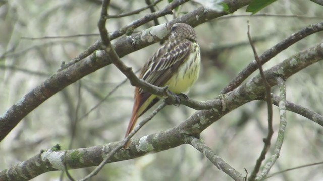 Sulphur-bellied Flycatcher - ML320747011