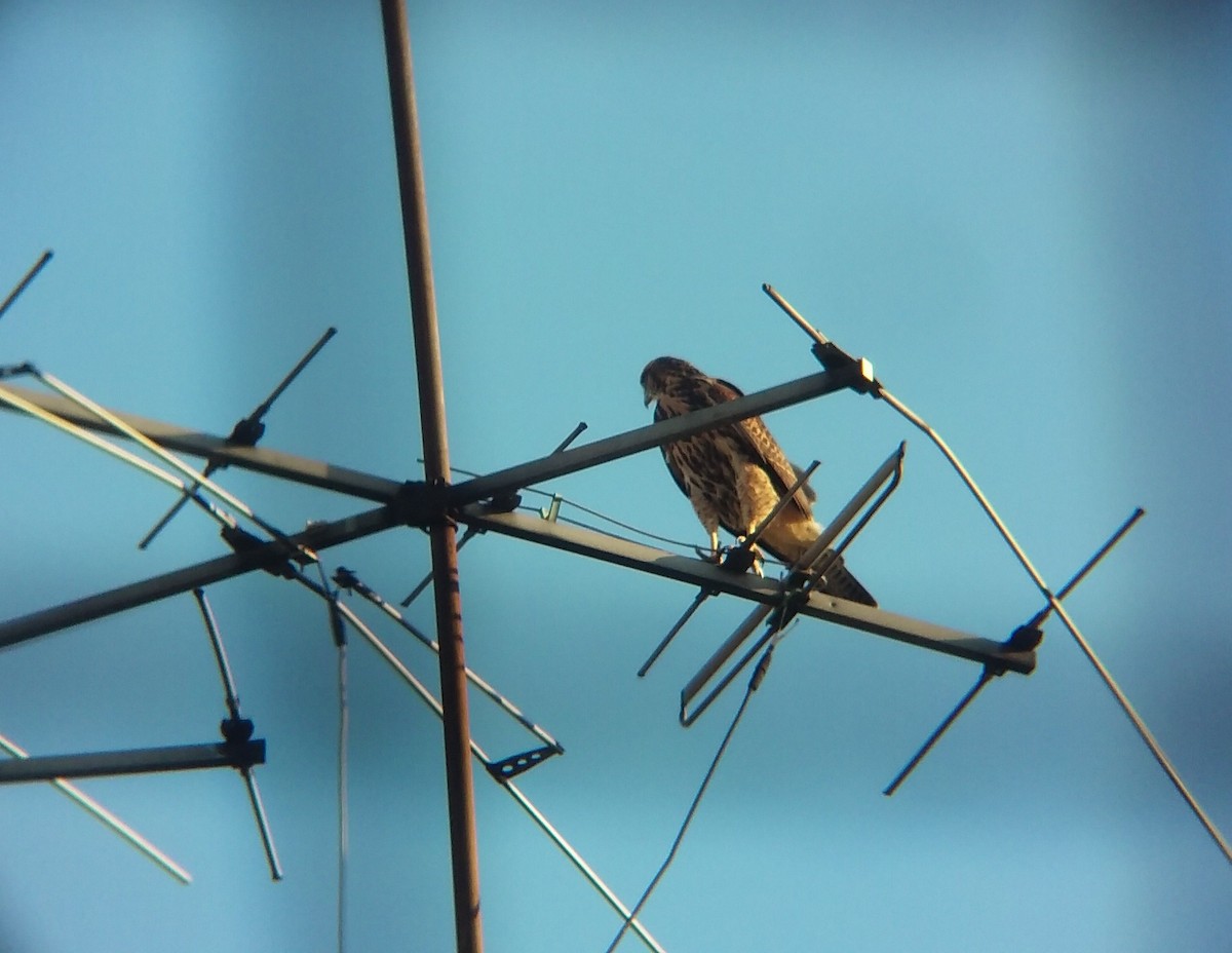 Harris's Hawk - ML320747411