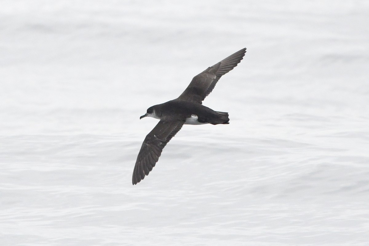 Manx Shearwater - ML320747861