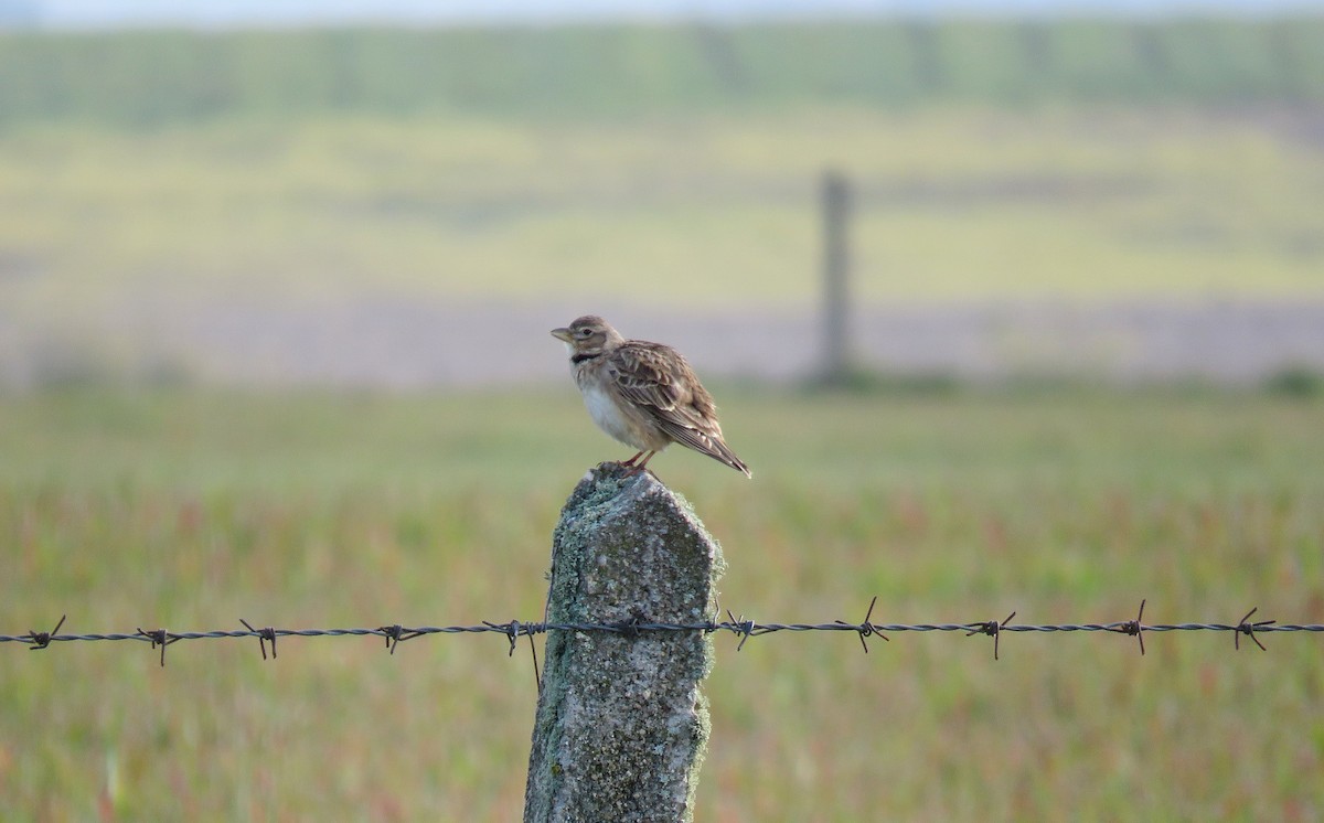 Calandra Lark - ML320748041