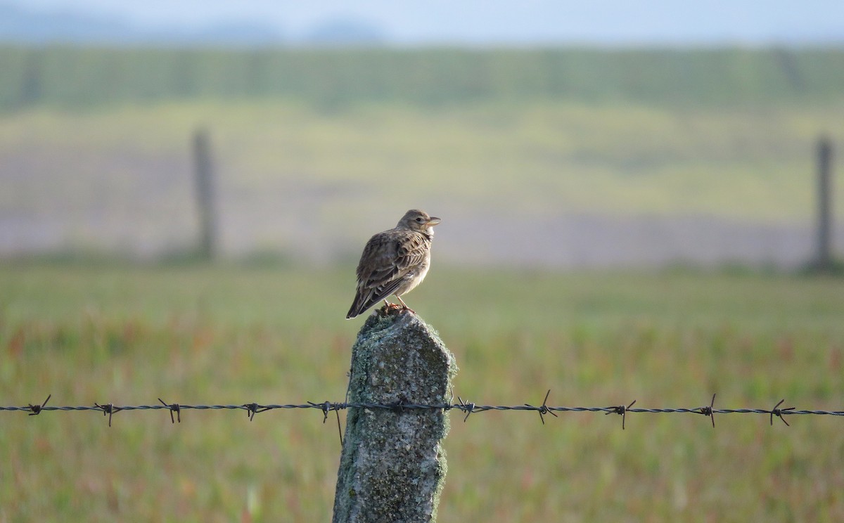 Calandra Lark - ML320748061