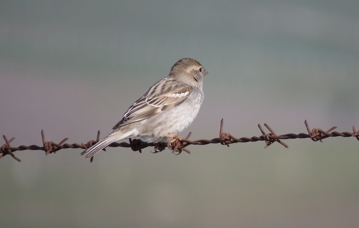 Spanish Sparrow - ML320748121