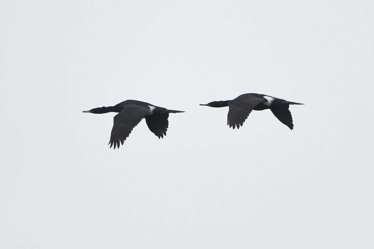 Pelagic Cormorant - ML320749171