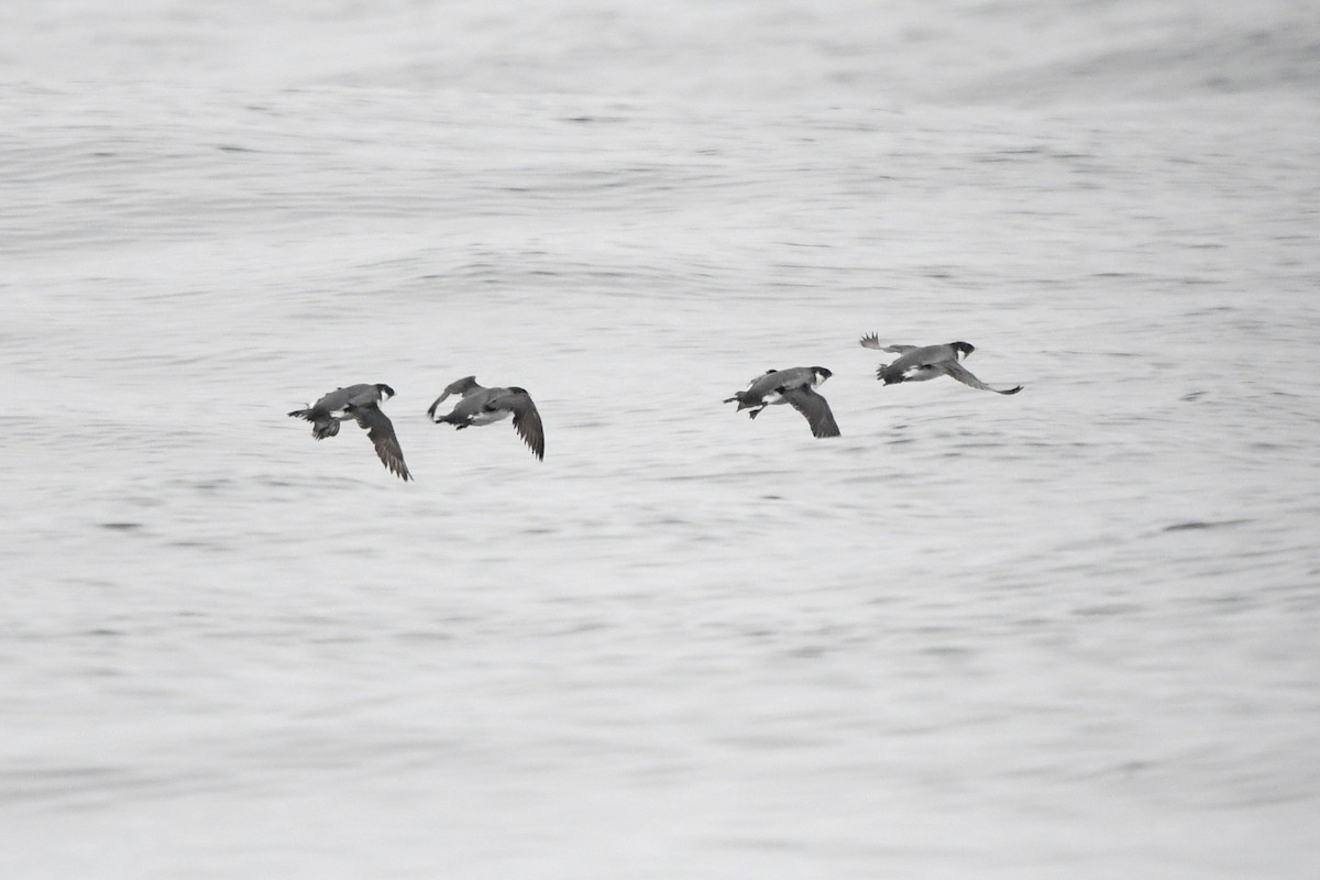 Ancient Murrelet - ML320749891