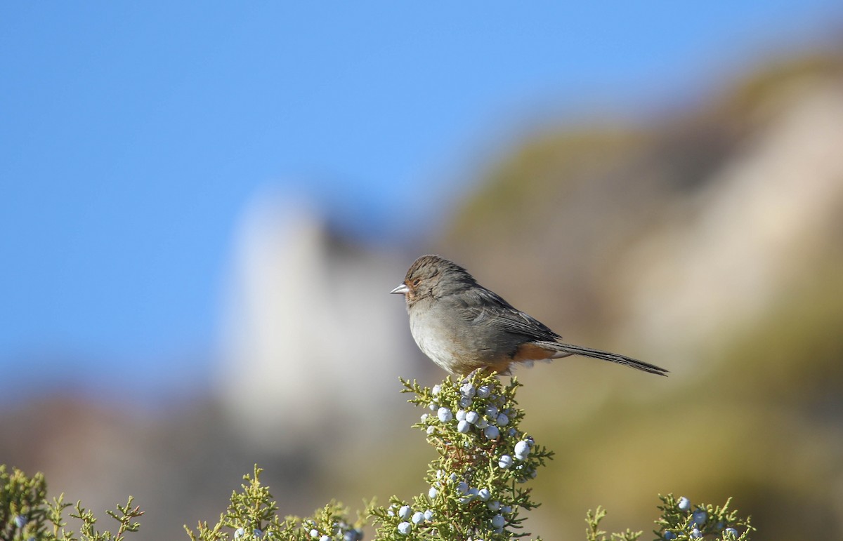 California Towhee - ML320751671