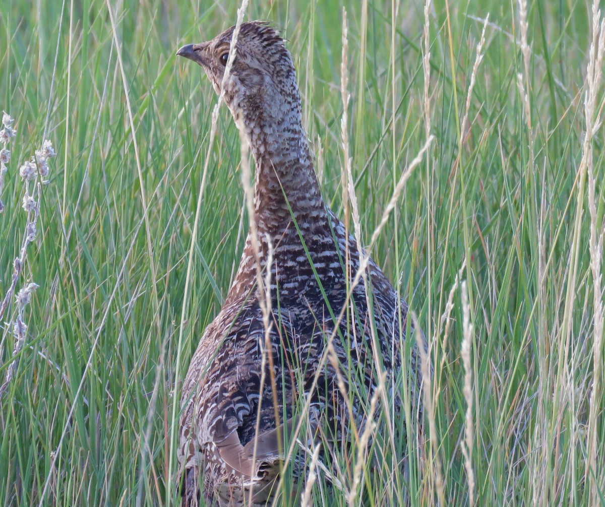 Sharp-tailed Grouse - ML32075321