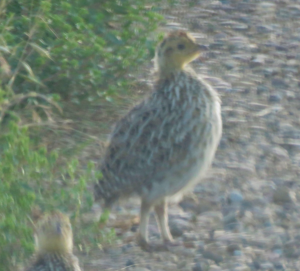 Sharp-tailed Grouse - ML32075331