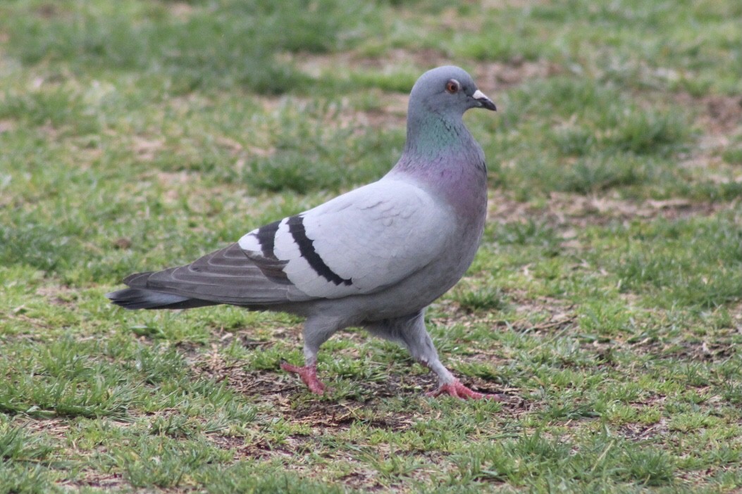 Сизый голубь (Одомашненного типа) - ML320753361