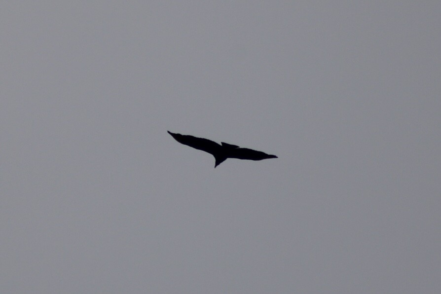 Black Vulture - Henry Meade