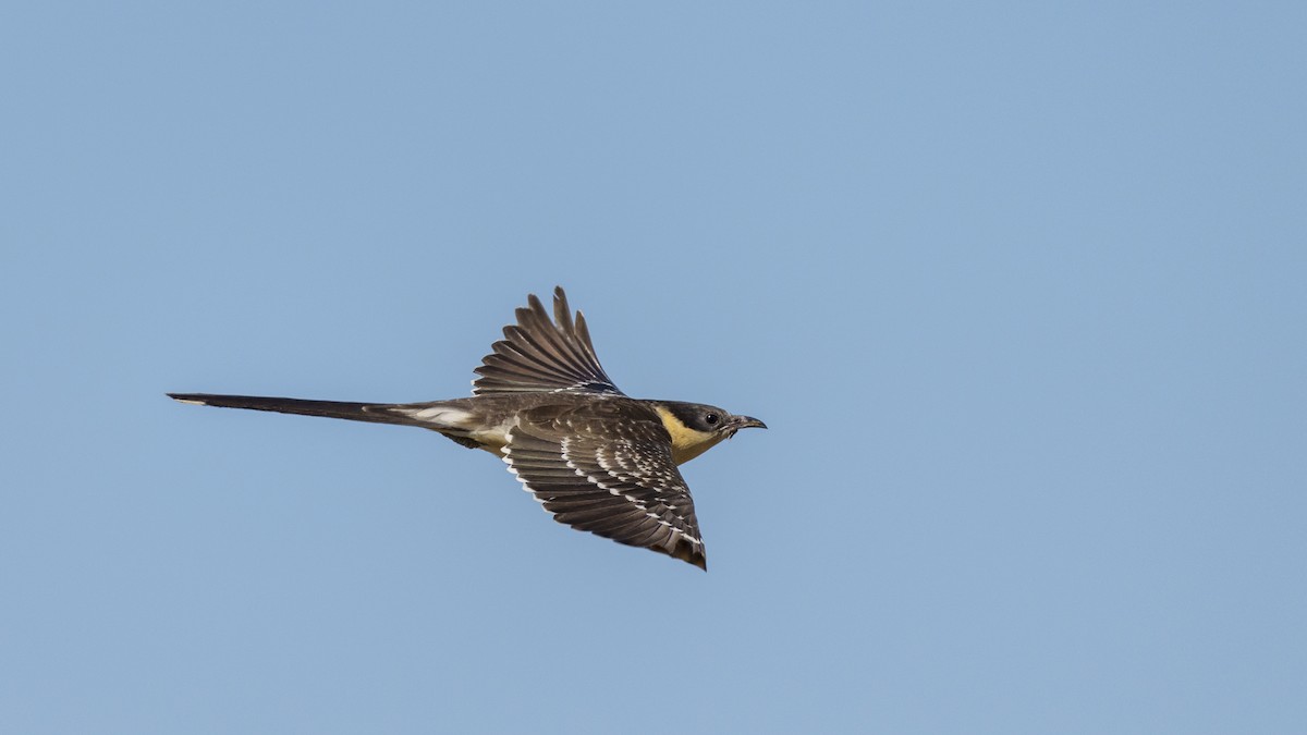 Great Spotted Cuckoo - babur hakarar