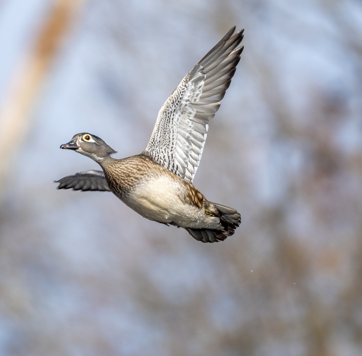 Wood Duck - Jocelyn  Anderson