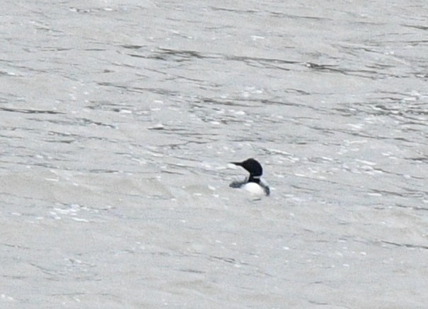 Common Loon - ML320755581