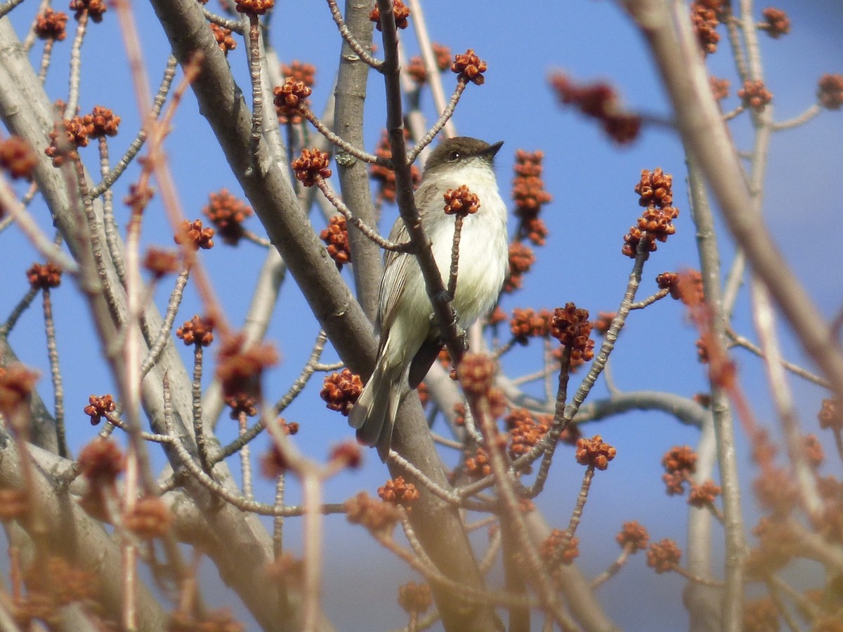 Eastern Phoebe - ML320756041