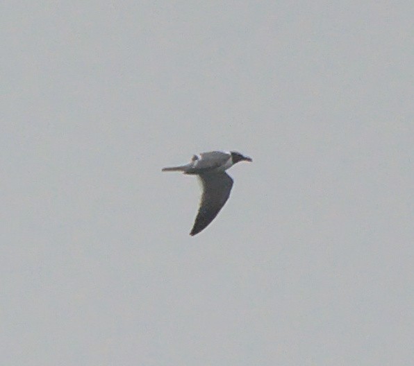Laughing Gull - ML320757481