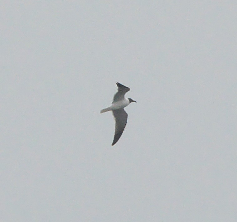 Laughing Gull - ML320757491