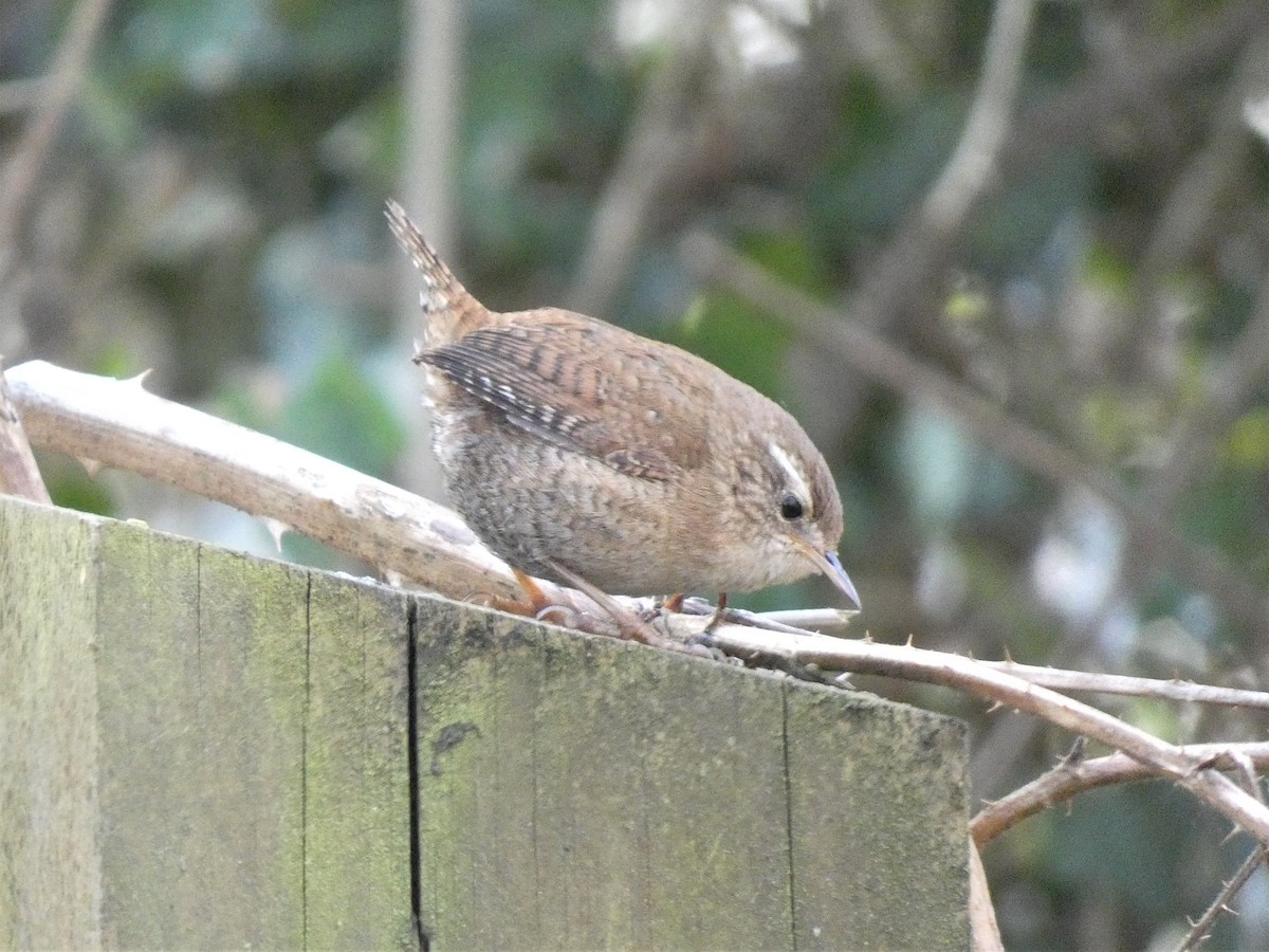 Eurasian Wren - ML320757701