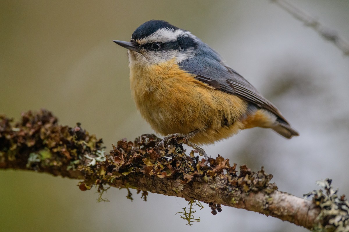 Red-breasted Nuthatch - Adriana Dinu