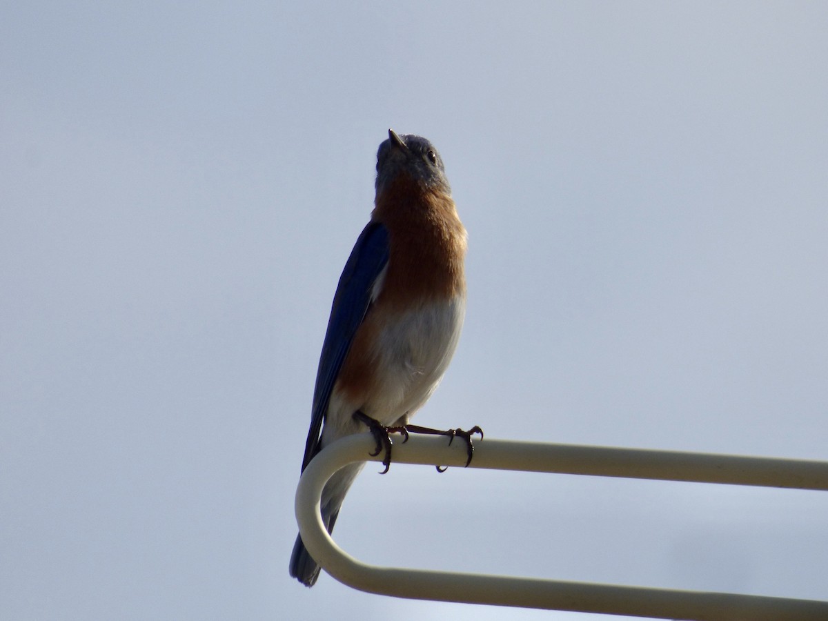 Eastern Bluebird - ML320758651