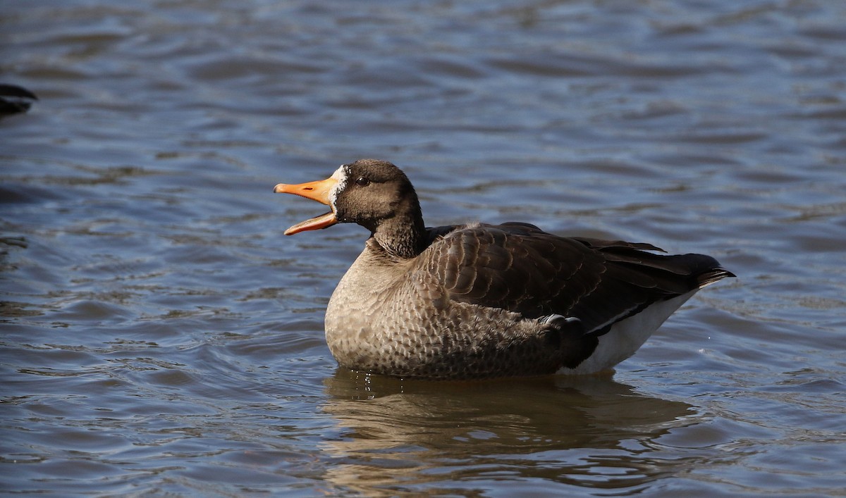 Greater White-fronted Goose - ML320759321