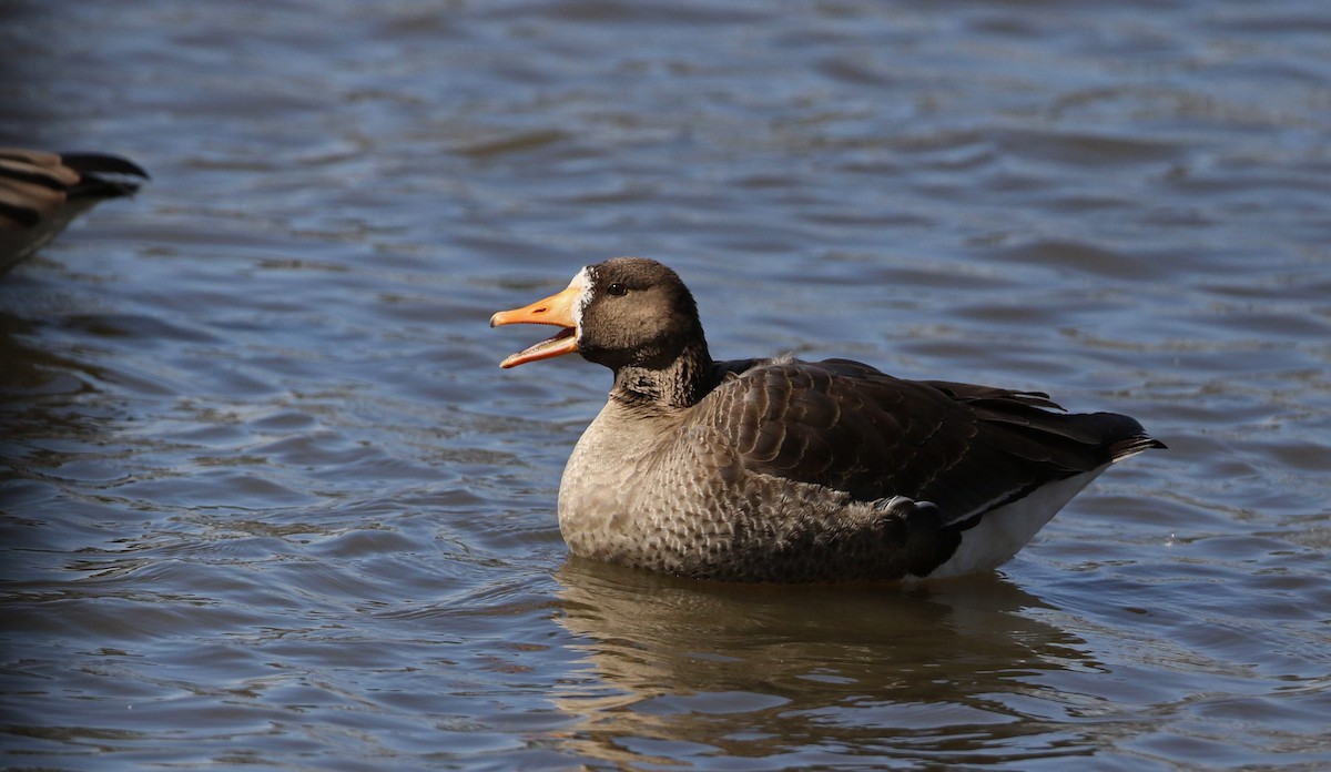 Greater White-fronted Goose - ML320759361