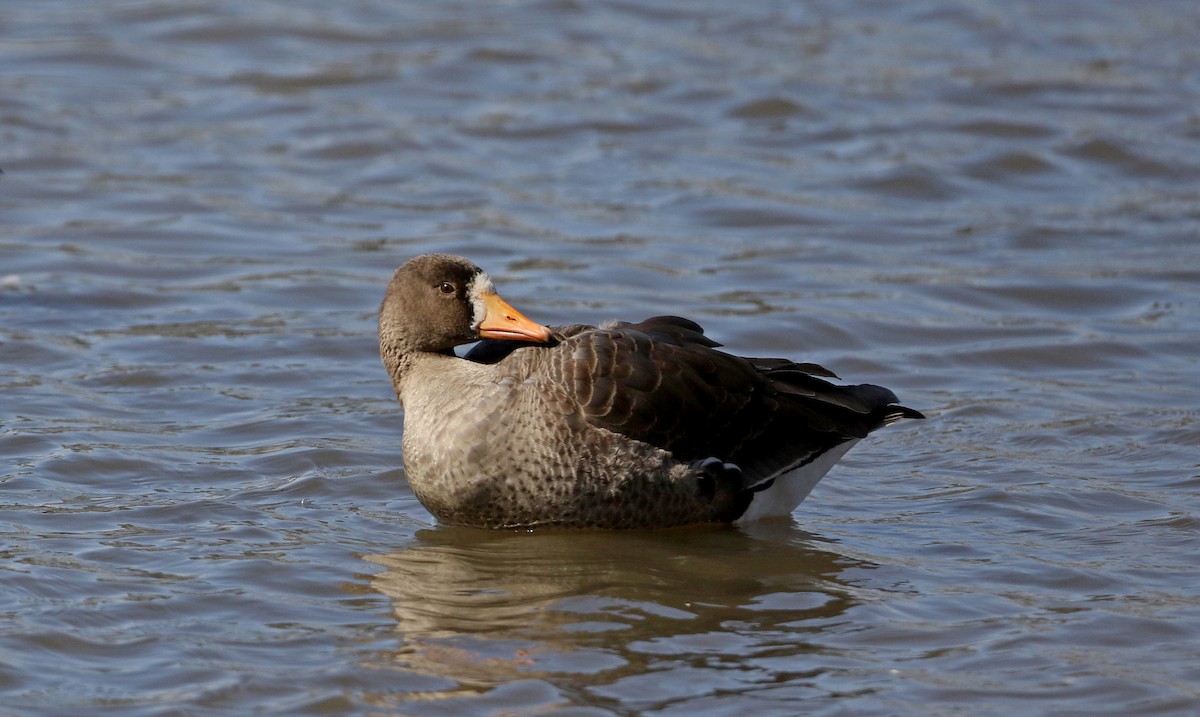 Greater White-fronted Goose - ML320759461