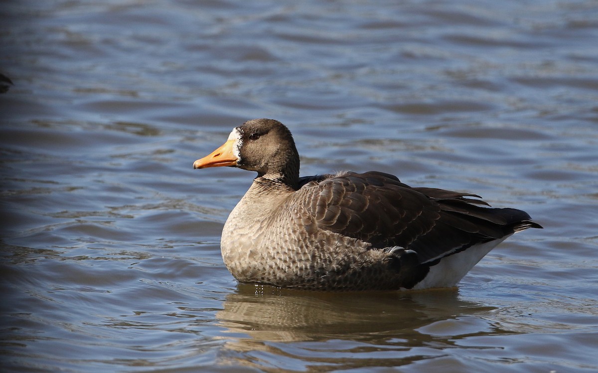 Greater White-fronted Goose - ML320759471