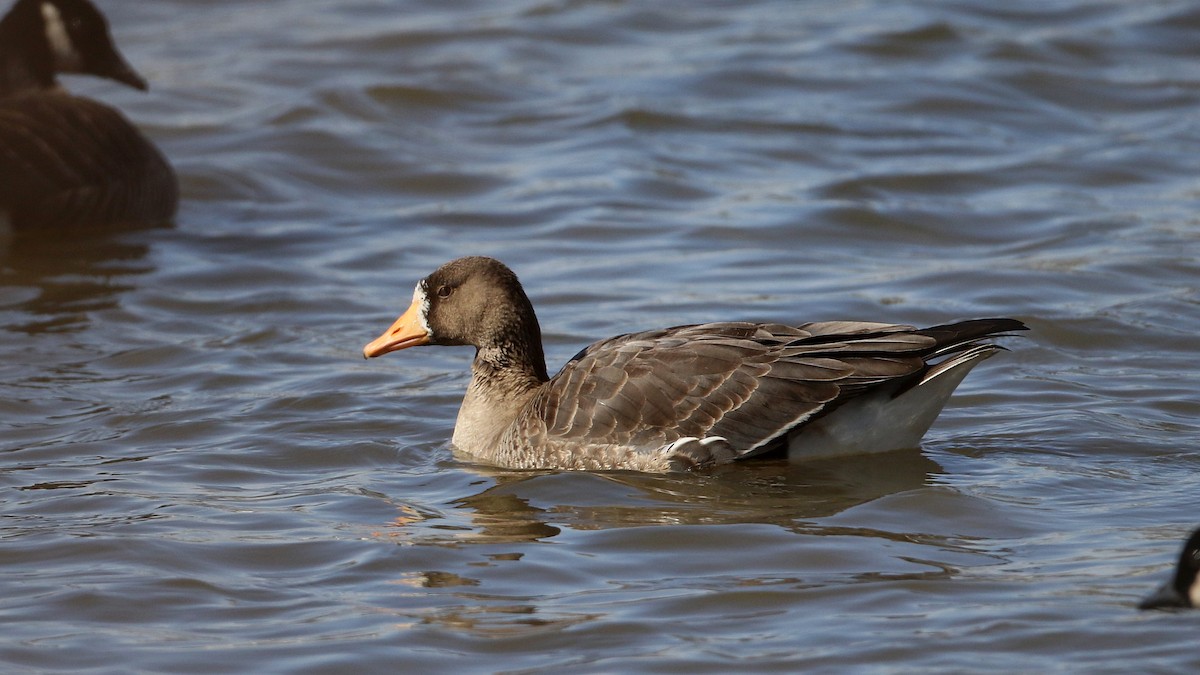 Greater White-fronted Goose - ML320759841