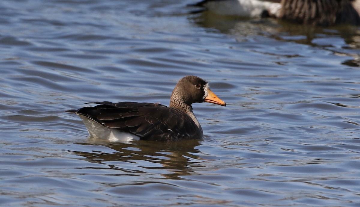 Greater White-fronted Goose - ML320759941