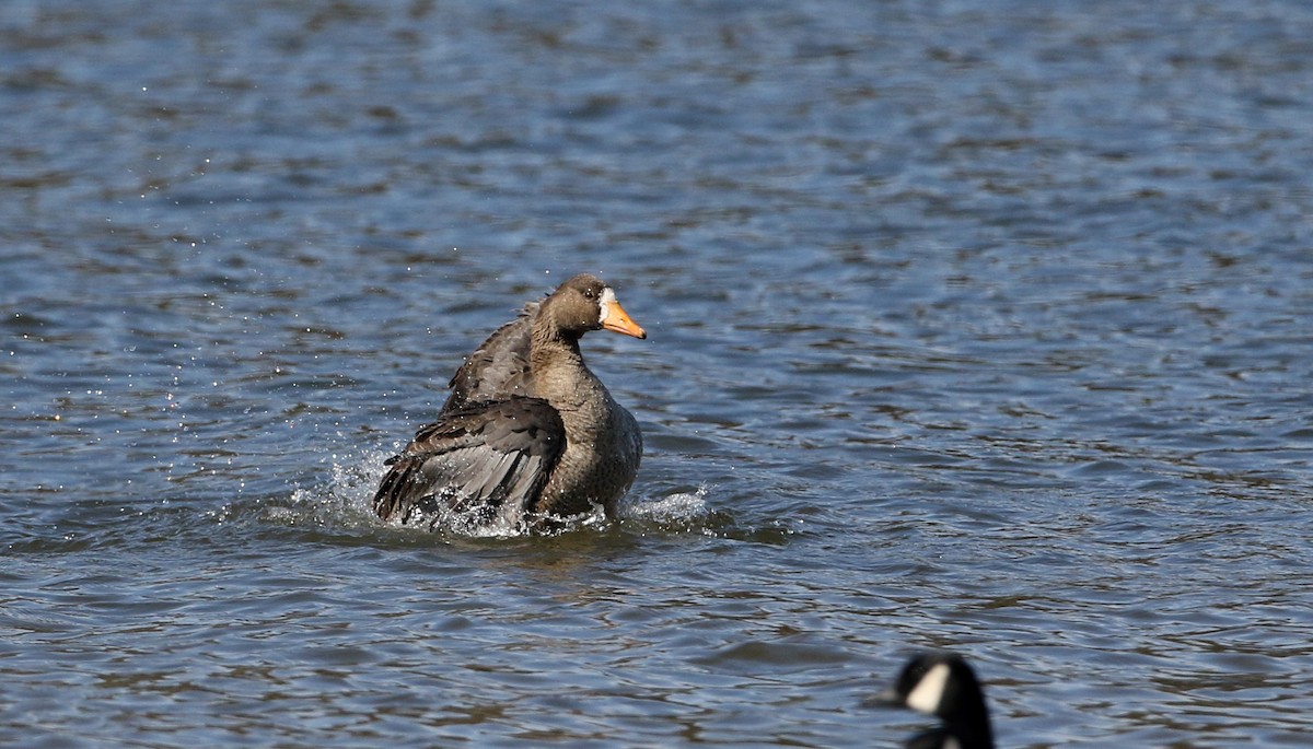 Greater White-fronted Goose - ML320760381