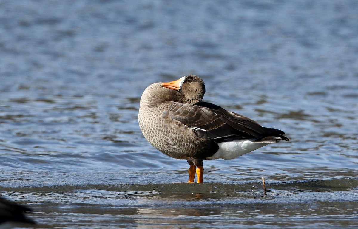 Greater White-fronted Goose - ML320760481