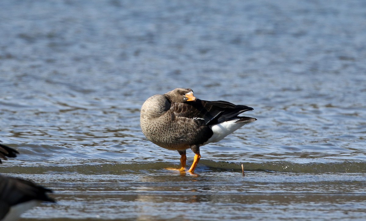 Greater White-fronted Goose - ML320760521