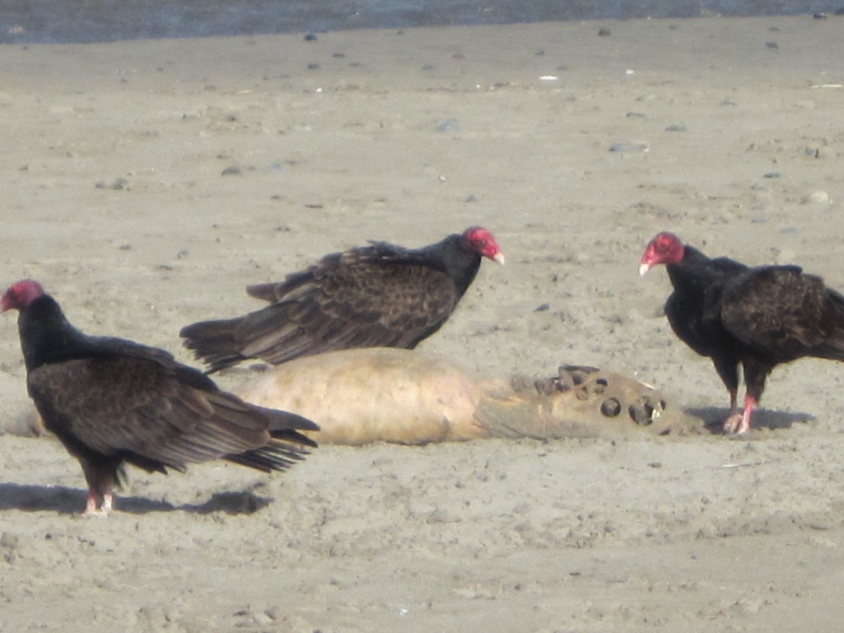 Turkey Vulture - ML32076081