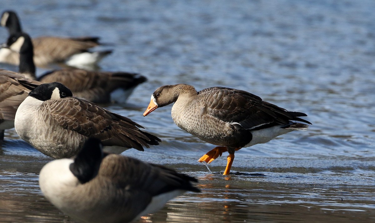 Greater White-fronted Goose - ML320760971