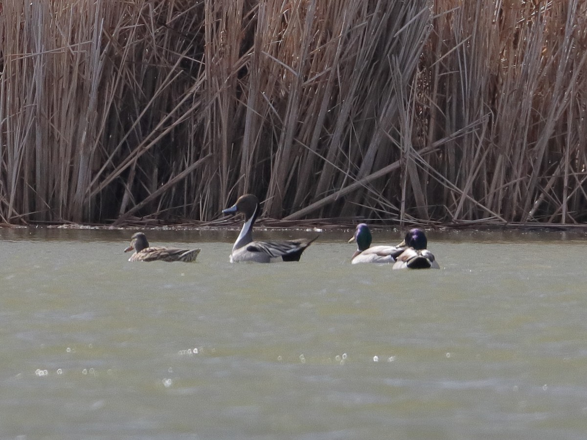 Northern Pintail - Daniel Mok