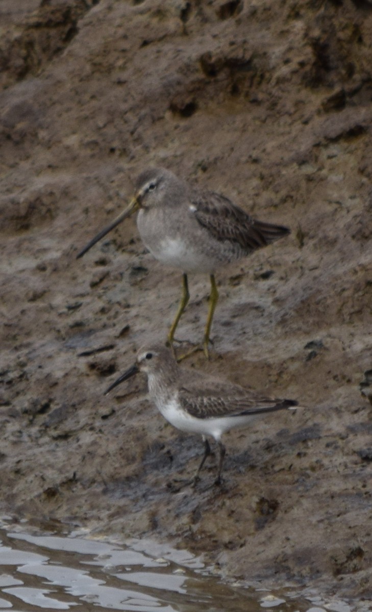 黑腹濱鷸 - ML320761451