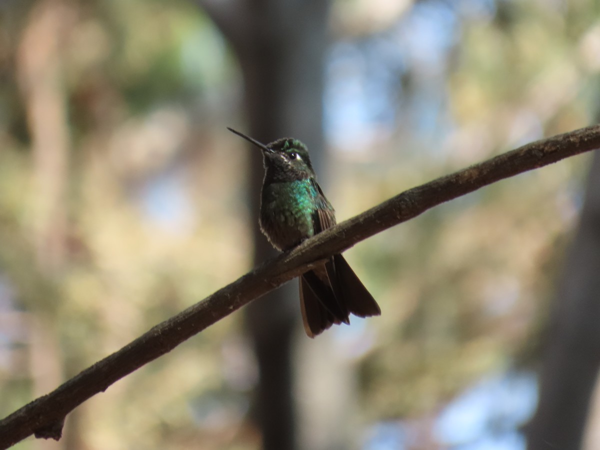 Rivoli's Hummingbird - Ricardo Sánchez Pérez