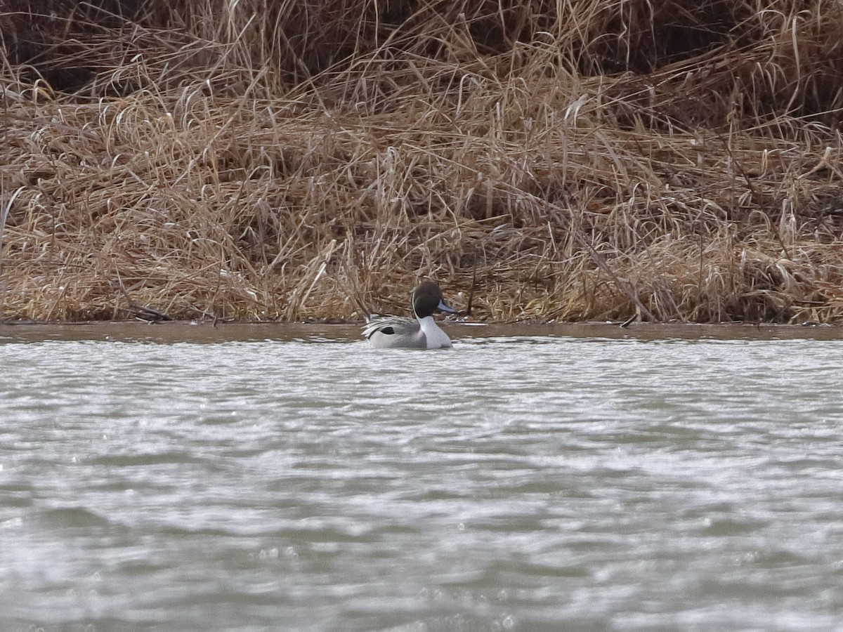 Northern Pintail - ML320762651