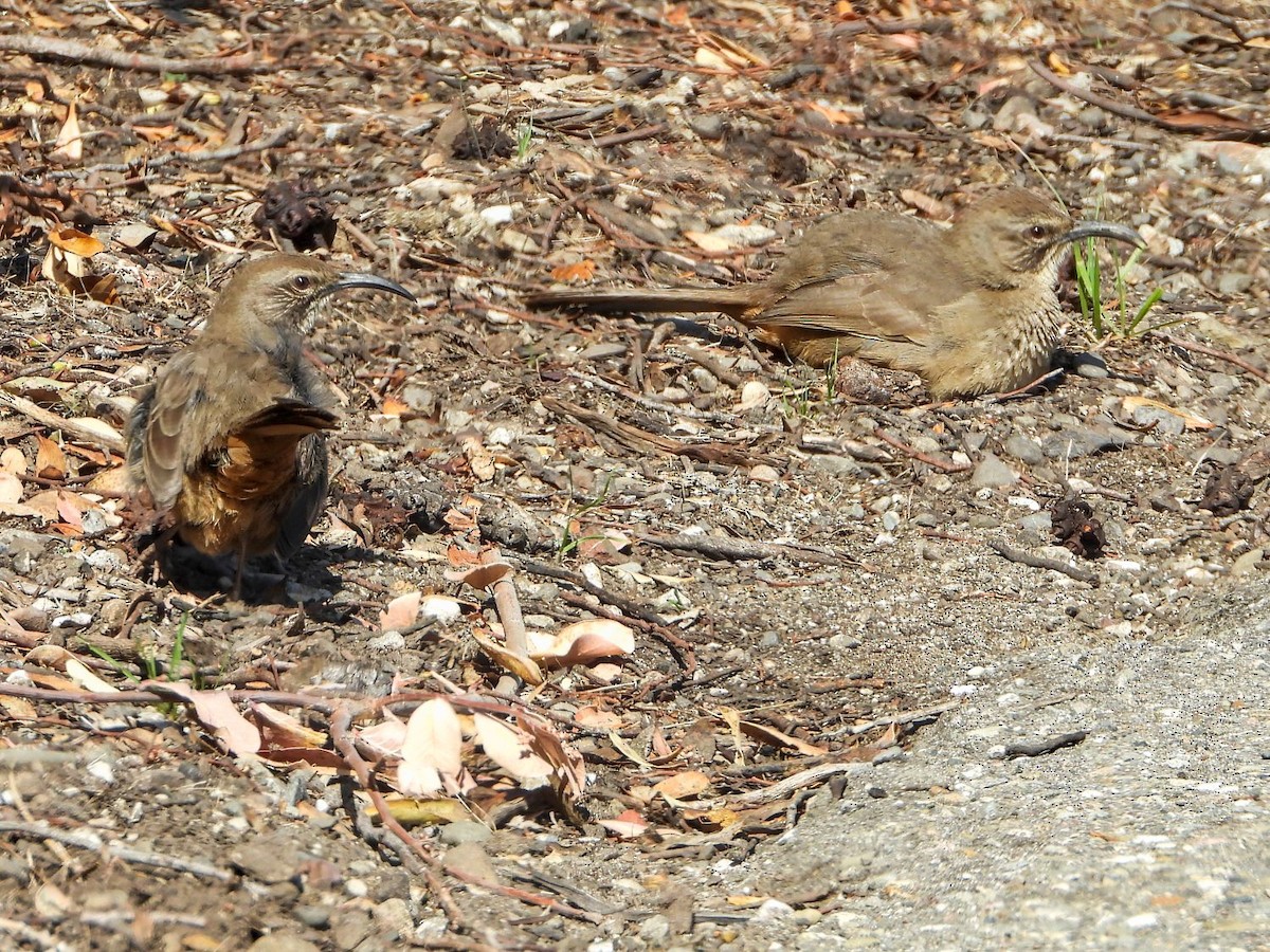 California Thrasher - Alex Loos