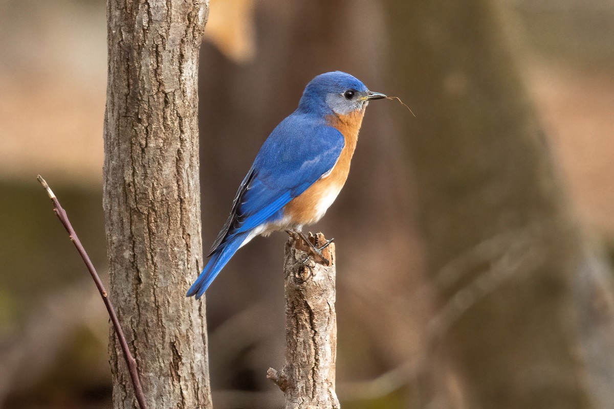 Eastern Bluebird - Dave Rodriguez