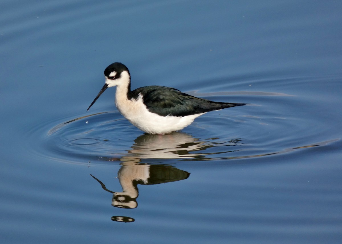 Black-necked Stilt - ML320764931